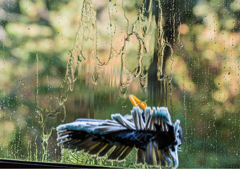 window cleaning with a wide water fed brush